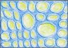 Bubble Grid #2