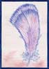 Violet Plume