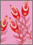 Crab Weeds