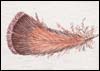 La Plume