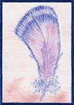 Violet Plume by Tyler Hannigan