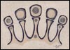 Pod Study
